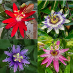 Pack 3 Mix Passion Flowers Plants, 3 to 6 Inch Tall Assorted Passion Vine Live Plant for Outdoor Indoor Garden, Perennial Coloful Passiflora Flowers Plant, No Pot