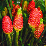 Zingiber Zerumbet Shampoo Ginger Plant Live 4-7'' Tall, Hawaiian Ginger Lily Rhizomes, Pinecone Gingers for Outdoor Garden