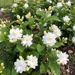 Maid of Orleans Jasmine Plant Live 4-7 Inches Tall, Fragrant Flowering Vine for Garden, Patio Containers and Indoor Growing