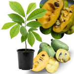 Pawpaw Tree Live Plant, Paw Paw Trees Plants Live in Quart Pot, Asimina Triloba Trees for Planting, 6-12" Tall Live Plants