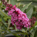 Pack 2 Butterfly Bushes Live Plant, Fragrant Buddleia Bush Shrub, 4 to 9 Inch Tall (Light Pink Blooms)