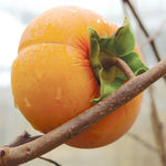 Potted Persimmon Tree Live Plant, American Persimmons Seedlings, 6 to 15 Inc Tall, Zones 4-9, Cold Hardy, High Yield Variety