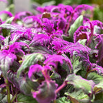Pack 2 Gynura Aurantiaca Purple Passion Velvet Plants Live for Indoor Outdoor, 4-9 Inc Tall, Gynura Purple Passion Plant Live House Plant