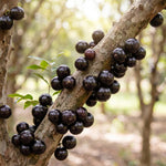 Black Jaboticaba Tree Live Plant, 1 Feet Tall, Tropical Fruit Tree for Garden, Patio Pots
