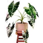 Pack 2 Frydek Variegated Alocasia Live Plant for Planting, Indoor Houseplant Alocasia Plant Live, 5 to 7 Inc Tall, Bare Root, Alocasia Colocasia Taro Plant for Ornamental Plants