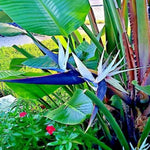 Set 4 White Bird of Paradise Plants Live, 4-8 Inch Tall Tropical Plants for Indoor Outdoor Growing