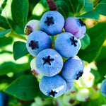 Pack 2 Blueberry Bush Live Plant, Blueberry Plants Live for Planting 5 to 9 Inch Height, Sweet Blueberries Tree Live Plant (Elliott Blueberry)