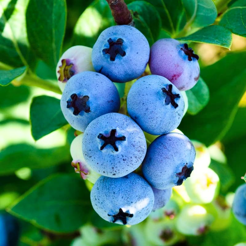 Pack 2 Blueberry Bush Live Plant, Blueberry Plants Live for Planting 5 to 9 Inch Height, Sweet Blueberries Tree Live Plant (Elliott Blueberry)