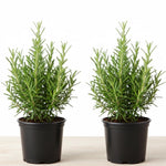 2 Pots Rosemary Plants, Live Rosemary Plants in 4" Pot, Fragrant Herb Leaves, Perennial Herbs Plant for Containers, Outdoors Indoors Garden