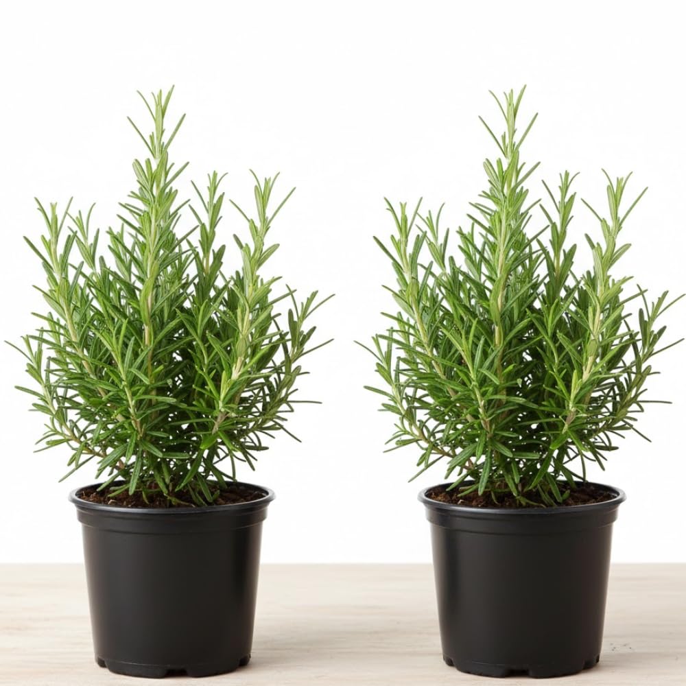 2 Pots Rosemary Plants, Live Rosemary Plants in 4" Pot, Fragrant Herb Leaves, Perennial Herbs Plant for Containers, Outdoors Indoors Garden