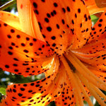 5 Turks Cap Lily Bulbs Roots, Tiger Lily Flower Root Plant, No Leaf, Well Rooted Ready to Plant, Summer Bloom, Orange Flower Live Plant