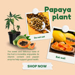 Papaya Plant Live in 4'' Pot, Sweet Edible Tree, Suitable for Gardens, Patios, and Outdoor Planting, Cold Hardy, Ready to Grow, 5-10 Inch Tall