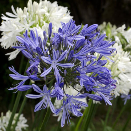 2 Mixed Agapanthus Plants Live, 5-9 Inch Tall, Lily of The Nile Perennial Plants for Outdoor Garden and Landscape