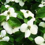6"-1' Kousa Dogwood Trees Live Plant, 1 Year Old White Kousa Flowering Dogwood Trees Shrubs for Planting Outdoors