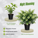 Jasmine Live Plant 4–8″ Tall, Jasmines Flower Vine, Fragrant White Blooms, Outdoor or Container Growing (Night Blooming Jasmine)