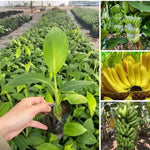 Dwarf Cavendish Banana Plant Tree Live, Cold Hardy 4-7" in Tall, No Pot, Outdoor Spring Planting, Rare and Sweet Banana Plants