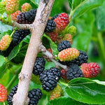 Mulberry Tree Live Plant 5 to 8 Inc Height, Sweet Mulberry Bush Live Plant, Mulberry Plant Live (Dwarf Mulberry)