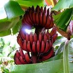 Banana Plant Live, Red Banana Tree Live Plant, Hardy Banana Fruit Seedling 4 to 8 Inch Tall, Indoor Outdoor