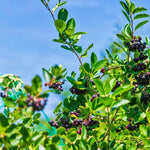 Black Chokeberry Tree Live Plant, Chokeberry Plant Live 8 to 14 Inch Tall, in Quart Pot