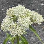 4 White Milkweed Plants Live 4-9 Inc Tall, Tropical Milkweed Plants Well Rooted, Outdoor Growing
