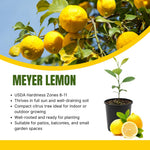 Live Meyer Lemon Tree Plant, Lemon Citrus Fruit Tree, 2-4 Inches Tall in 4 Inch Pot, Ready for Planting