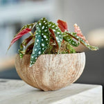 Live Begonia Plant, Indoor Flowering Houseplant, 4-8 Inches Tall, for Indoor or Outdoor Gardens (White Polka Dot Foliage)