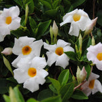 Set of 2 Mandevilla Plants Live, White Mandevilla Live Plants, 5 to 8 Inches Tall, Mandevilla Well Rooted Outdoor Gardening