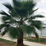 Live Palm Tree Plant in 3 Gallon Pot, No CA, Large Fully Rooted Size, Ready to Plant for Home Décor Indoor Outdoor Landscape, Rare Palm Trees, Huge Fan Leaves Palm