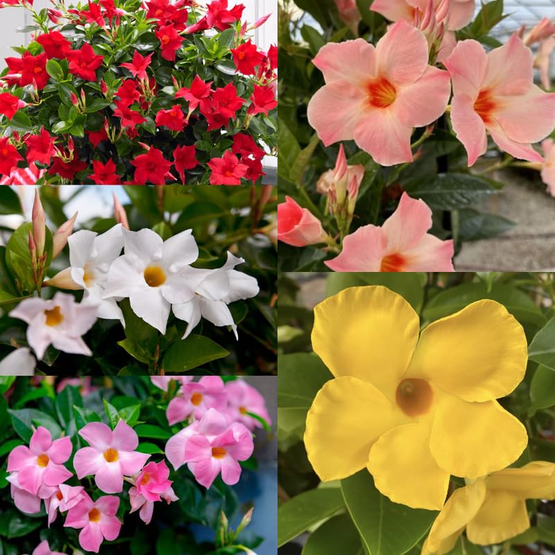 2 Mix Dipladenia Bushes Flower Plants, Pink Flowering Plants, 4-8 Inches, Outdoor Growing