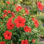 Set of 7 Red Hibiscus Cuttings, Hibiscus Flowers Plants, Tropical Flower Plant for Outdoor Gardening