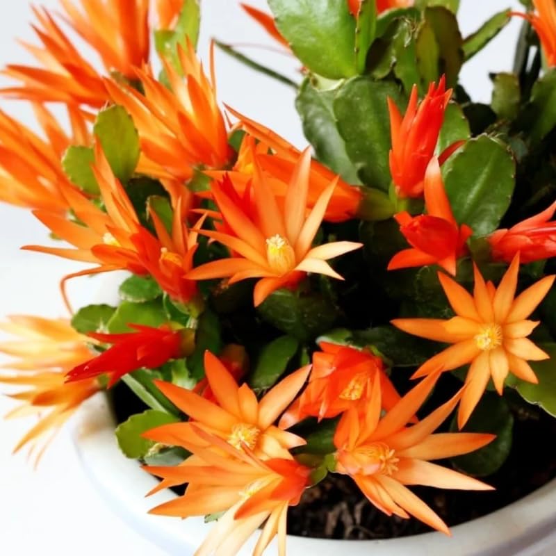 Easter Cactus Live Plant, 4-9” Tall, Rooted Holiday Cactus Succulent Plant for Indoor or Outdoor Growing, Easy Care Flowering Houseplant (Orange Easter Cactus)