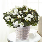 White Azalea Live Plant, Rhododendron Flowering Shrub for Outdoor Planting, 10 Inches Tall, Hardy Azalea Bush for Landscape and Garden