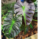 Colocasia Elephant Ears Live Plant, Alocasia Plant, Esculenta Taro Live Houseplant, 5-7 Inc Tall (Dark Leaf, Gren Stem)