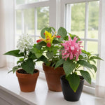 Set 3 Shrimp Plant Live, Live Shrimp Shrubs Plant, Assorted Flower, 5-7 Inches Tall, Easy Care Houseplant, Fragrant Blooms, Indoor Outdoor Growing