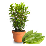 Laurus Nobilis Live Plant, Bay Leaf Tree, Fragrant, Bare Root, 4 to 7 Inc Well-Rooted, Bay Laurel Sweet Bay Live Plant for Planting
