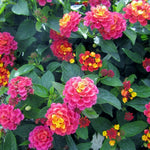 Pink Lantana Plants Live in 4 Inch Pot, Perennial Lantana Plants Live for Planting Outdoors Garden, 4-6 Inch Tall, Vibrant Flowers Colors