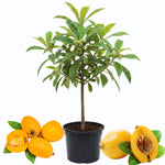 Loquat Tree Live Plant, 2-3 Feet Tall, One Gallon Pot, Hardy Loquat Plant for Growing, Yellow Fruit Tree