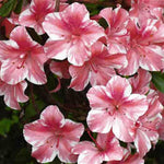 2 Bicolor Red White Azalea Plants Live Tree, Blooming Rhododendron Bushes, 5-10 Inc Tall, No Pot, for Indoor Outdoor Planting, Dogwood Azalea