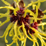 Yellow Witch Hazel Tree Shrub Flowering Bushes Witch Hazel Plants Tree in Quart Pot, 6 to 12 Inc Tall Live Plants, Witch Hazel Plants
