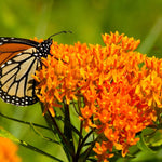 2 Butterfly Milkweed Plants Live, Asclepias Tuberosa Tropical Milkweed Flowers for Butterfly Garden, 4-9" Tall Perennials, No Pot Included (Orange Milkweed)
