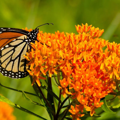 2 Orange Butterfly Milkweed Live Plants, 4-9 Inch Tall