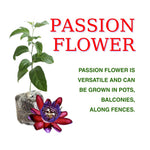 Pack 2 Passion Flower Plants, Burgundy Passiflora Vine Flowering Plant 4-7 Inch Tall, Indoor Outdoor Planting