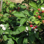 2 BlackBerry Plants Live for Planting, 4 to 8 Inch Height, BlackBerry Bush Live Plant, Sweet Blackberries Fruit Seedlings (Von BlackBerry)