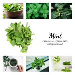 Set of 3 Mixed Mint Plants Live, Easy Grow Indoor Outdoor Herb Plants, Well Rooted Cold Hardy Herbs