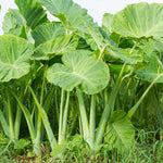 Colocasia Elephant Ears Live Plant, Alocasia Plant, Esculenta Taro Live Houseplant, 5-7 Inc Tall (Jacks Giant)