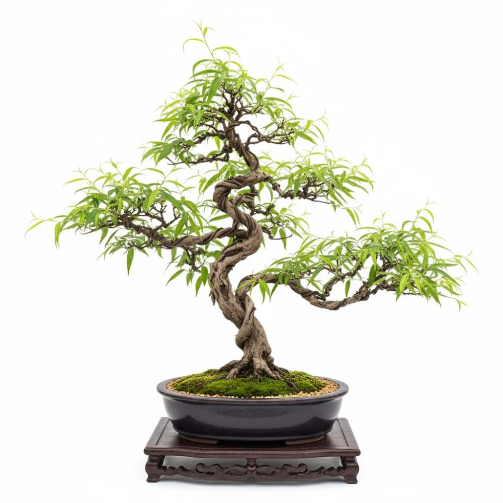 Set 2 Willow Plants Live Bare Root 1-2 Feet Tall, Dormant Willow Live Plants for Outdoor Garden Landscaping (Rare Willow)