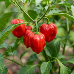 Set 2 Pepper Plants Live for Planting, Pepper Plant, 4-6 Inc Tall, Live Vegetable Plants for Indoor Outdoor Growing (Hot Red Peppers)