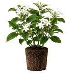 Climbing Star Jasmine Plant Live 4-7 Inches Tall, Fragrant Flowering Vine for Garden, Patio Containers and Indoor Growing