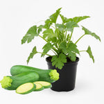 2 Green Zucchini Plants Live, 4 Inc Potted, Fast Growing Squash Vegetable Garden Plants