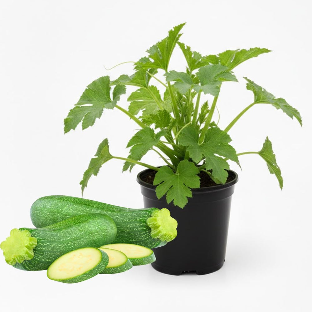 2 Green Zucchini Plants Live, 4 Inc Potted, Fast Growing Squash Vegetable Garden Plants